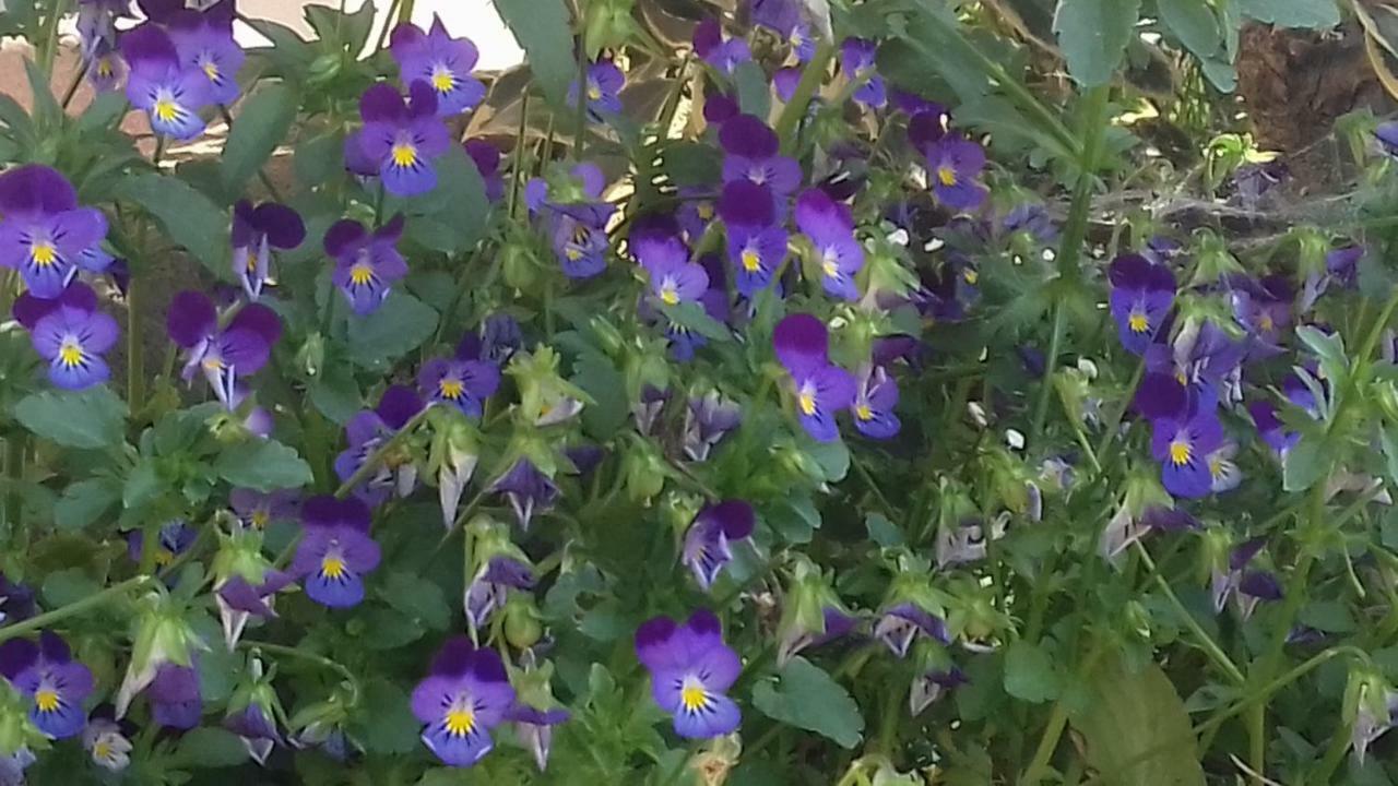 הוילה Solto Collina La Casa Delle Fate מראה חיצוני תמונה