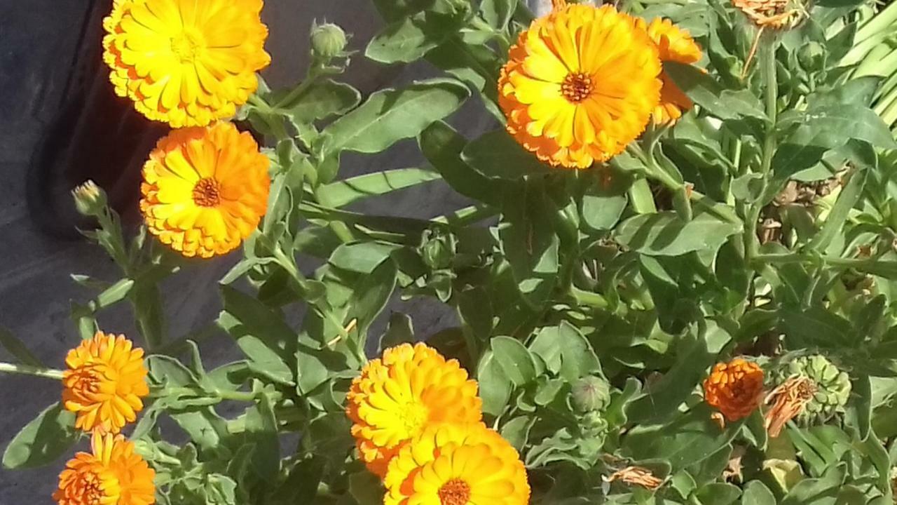 הוילה Solto Collina La Casa Delle Fate מראה חיצוני תמונה